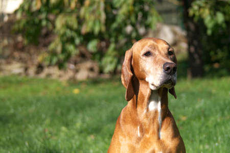 Beautiful dog portrait of brown pointer, hunting dog. Dog female sitting on the garden and posing to photographer. Lovely sunny day, green grass. Nice time with dog - family memberの写真素材