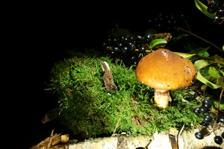 Mushroom in the moss on old rotten birch wood. With wild berries decoration. Species on the photo is slippery jack in english and in latin Suillus luteus. It grows allways in symbiotic with pines.の写真素材