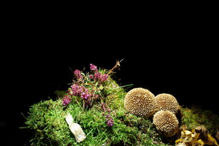 Mushrooms on the black background on the wood overgrowned by moss. Species is the spiny puffball, in Latin it is Lycoperdon echinatum. Eldible. Desktop decoration possible. Nice thyme flower.の写真素材