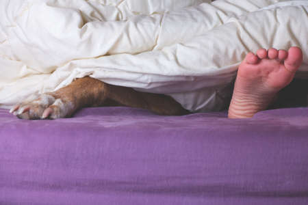 Child and dog lying on the bed with paw and foot sticking out of blankets. Nice time spent together. Dog is a family member.の写真素材