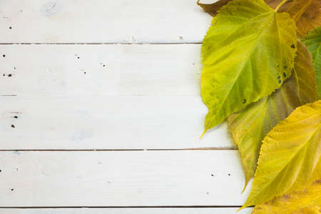 Mulberry tree leaves on the white old wooden background. Autumn colors. Space for copy text.の写真素材