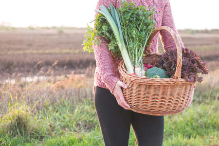 Woman holding wicker basket full of fresh vegetables from local market. Local market support concept. Sunny dayの写真素材
