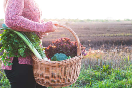 Woman walking with basket full of fresh vegetables, from local market. Holds it in hands. Backlight photo. Local market support concept. Sunny day.の写真素材