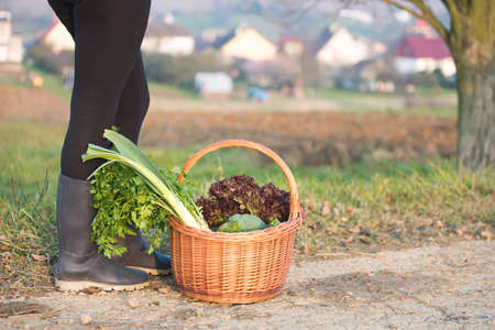 Wicker basket filled with fresh vegetables laid on the ground, near woman legs. Freshness from local market or own garden concept.の写真素材
