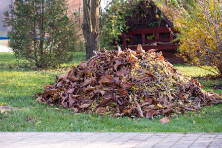 Raked pile of leaves on the grass at garden. Autumn garden work during sunny day. Domestic working.の写真素材