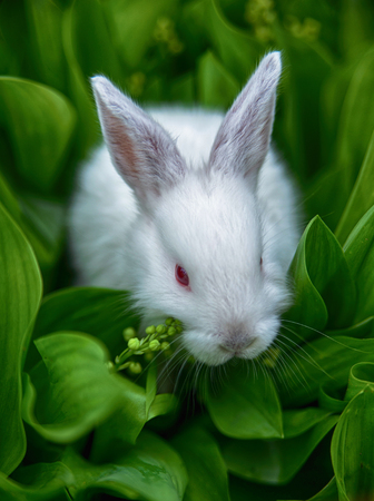 A small white rabbit in the avalanche on the fieldの写真素材