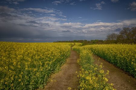Field of rapeseedの写真素材