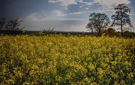 Field of rapeseedの写真素材