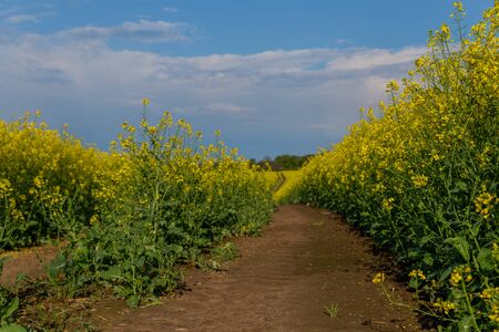 Yellow agriculture field of rapeseed or oilseed rape   in bloomの写真素材