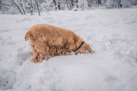 red cocker spaniel among the snowy white fluffy trees in the middle of the forest park in the deep snow cold winter playsの写真素材