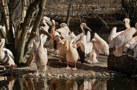 the pelicans gathered near the pond into a large group and dried their feathers in the sunの写真素材