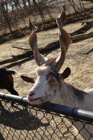 a goat with twisted horns looks out over a fenceの写真素材