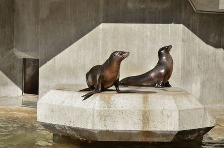 the seals are heated on a stone
