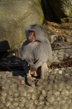 Japanese macaque, also known as the snow monkeyの写真素材