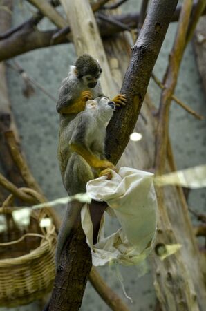 monkeys look for food in a bagの写真素材
