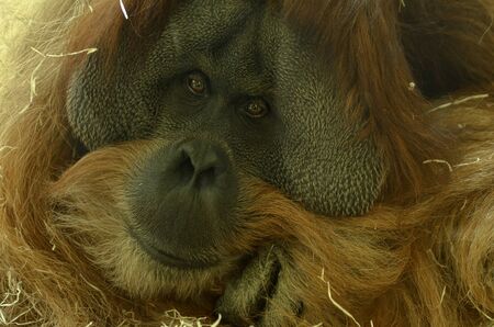 cute orangutan muzzle watching aroundの写真素材