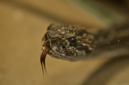 a poisonous snake in a terrarium is waiting for foodの写真素材