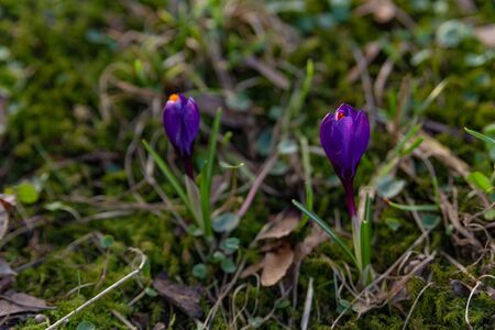 saffron, crocuses bloom bright purple in the middle of a sunny meadow in the park in early springの写真素材