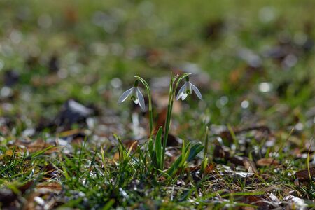 snowdrops bloomed in white between the dry leaves and green grass in the park in the sun-drenched spring sunの写真素材
