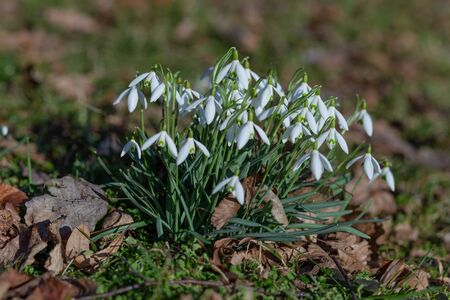 snowdrops bloomed in white between the dry leaves and green grass in the park in the sun-drenched spring sunの写真素材