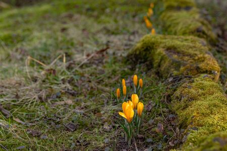 yellow crocuses bloom in bright yellow in the middle of a sunny meadow in the park in early springの写真素材