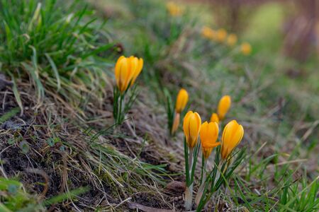 yellow crocuses bloom in bright yellow in the middle of a sunny meadow in the park in early springの写真素材