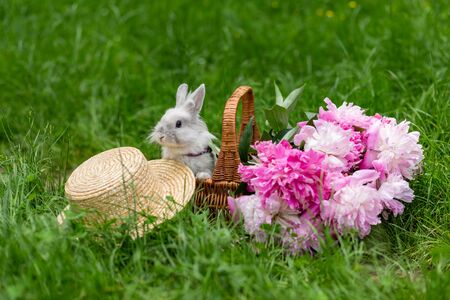 Fluffy white rabbit in wicker basket with pink peonies and straw hat in the middle of a lawn with green grass in the park on a sunny dayの写真素材
