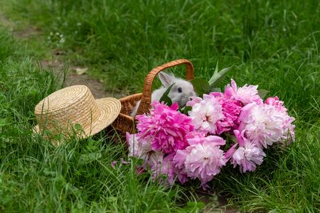Fluffy white rabbit in wicker basket with pink peonies and straw hat in the middle of a lawn with green grass in the park on a sunny dayの写真素材