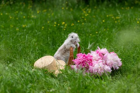 Fluffy white rabbit in wicker basket with pink peonies and straw hat in the middle of a lawn with green grass in the park on a sunny dayの写真素材