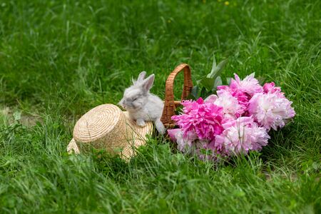 Fluffy white rabbit in wicker basket with pink peonies and straw hat in the middle of a lawn with green grass in the park on a sunny dayの写真素材