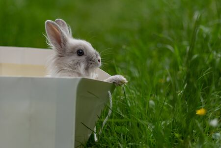 white fluffy rabbit in a paper bag in the middle of a lawn in a park with green grass on a sunny dayの写真素材