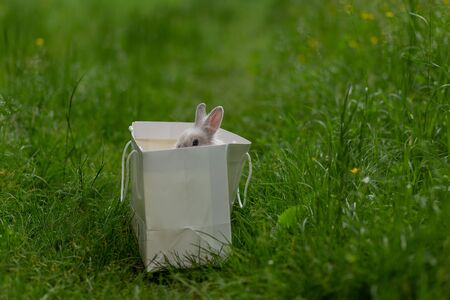 white fluffy rabbit in a paper bag in the middle of a lawn in a park with green grass on a sunny dayの写真素材