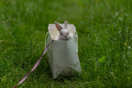 white fluffy rabbit in a paper bag in the middle of a lawn in a park with green grass on a sunny day