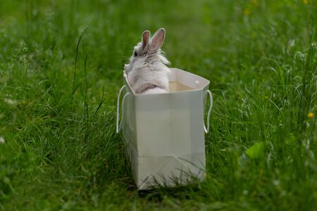 white fluffy rabbit in a paper bag in the middle of a lawn in a park with green grass on a sunny dayの写真素材