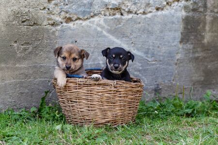 puppies in a wicker basket on the grassの写真素材