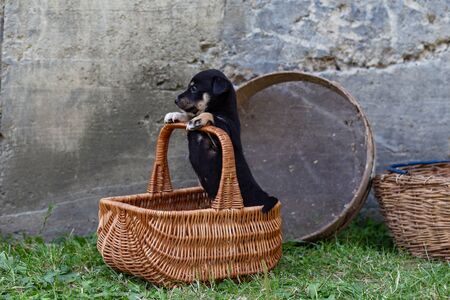 black puppy in wicker basket on grassの写真素材
