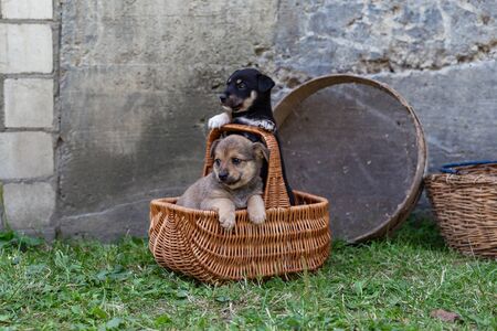 puppies in a wicker basket on the grassの写真素材