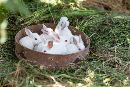 little white rabbits in a basket on dry grass on a sunny dayの写真素材