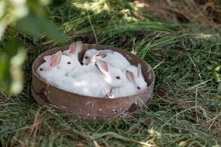 white fluffy rabbits in a wicker basket on the grassの写真素材