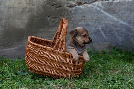 brown puppy in a wicker basket on the grassの写真素材
