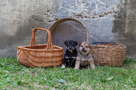 puppies in a wicker basket on the grassの写真素材