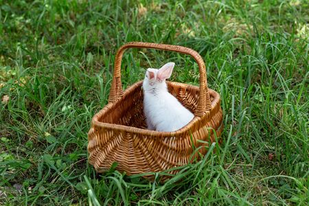 white fluffy rabbit in a wicker basket on the grassの写真素材