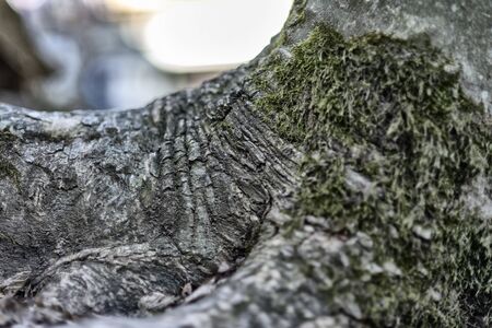 the roots of the tree that sprouted between the stones