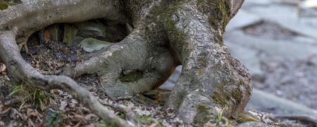 the roots of the tree that sprouted between the stonesの写真素材