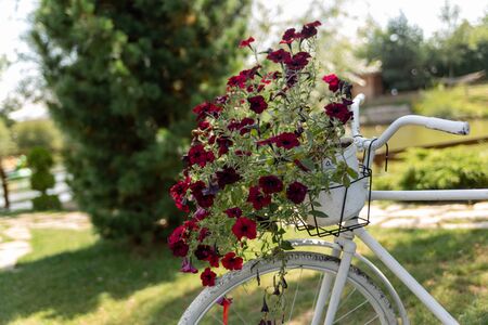 vintage bicycle scenery painted whiteの写真素材