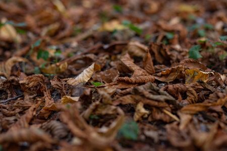 dry yellow leaves on the ground in autumnの写真素材