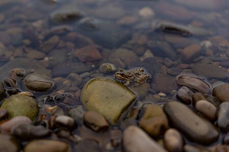 green frog stuck his head out of the water from the river with a rock bottomの写真素材