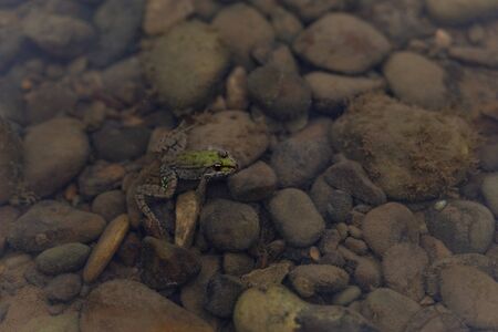 green frog stuck his head out of the water from the river with a rock bottomの写真素材