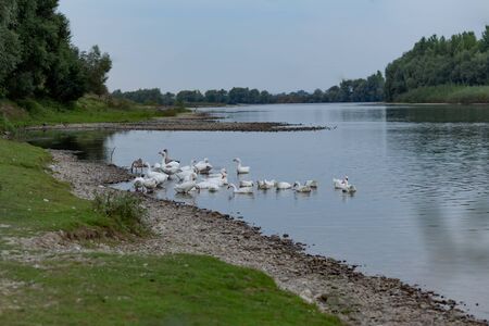 a flock of geese floats on the riverの写真素材