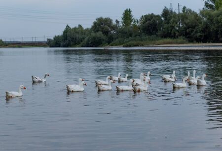 a flock of geese floats on the riverの写真素材